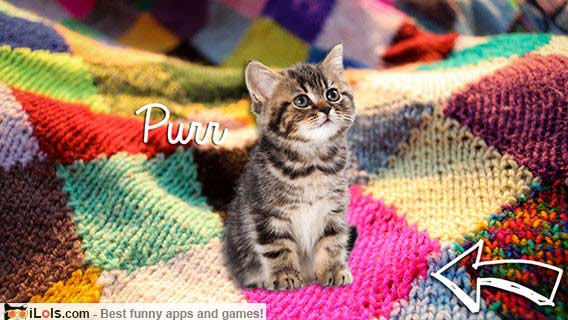 purr-cat-simulator-app